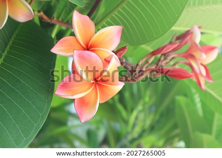 Plumeria, Frangipani, Temple tree,  Close up beautiful pink-orange plumeria flowers bouquet on green leaf in garden with morning light. The side of blossom flowers.