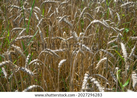 Ears of wheat. Background. Agriculture