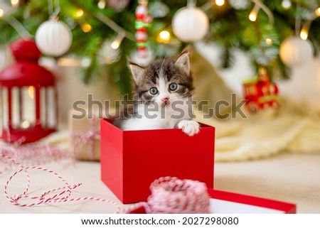 little funny kitten cat sits in a red box as a Christmas present on the background of a Christmas tree in the decoration concept of new year and christmas. High quality photo