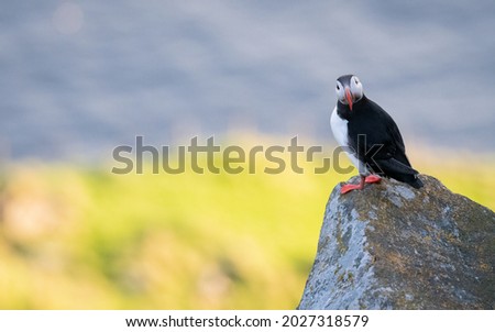 Atlantic puffin (Fratercula arctica) from Norway portrait with negative space nesting