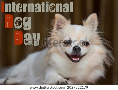 International Dog Day 26 August.Long haired chihuahua.