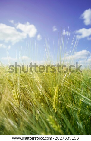 Barley green field on a sunny day on blue sky background. Green unripe cereals. The concept of agriculture, healthy eating, organic food. Natural background