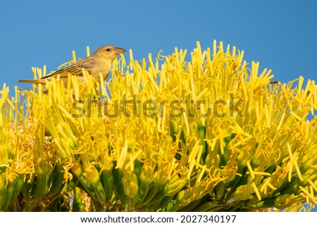 photo of a yellow bird sitting in yellow flowers