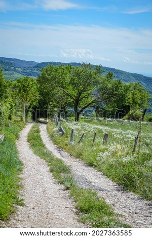 Landscape with trees and field of chamomile flowers and footpath in Lessinia, area of the prealps next to Verona in Italy in Breonio, in summer