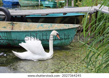 White lonely swan among old fishing boats on a muddy pond. Water pollution, animal protection concept, environmental problems.