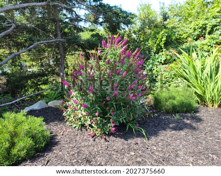 A blooming butterfly bush in a garden. The large bush is growing vivid, purple flowers that are blooming in a cone shape full of miniature blooms. Royalty-Free Stock Photo #2027375660