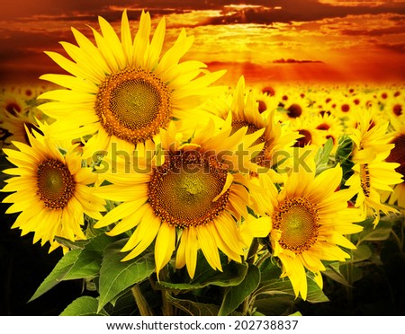 sunflowers on a field and sunset