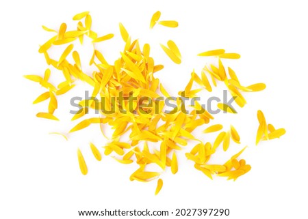 Pile of beautiful calendula petals on white background, top view