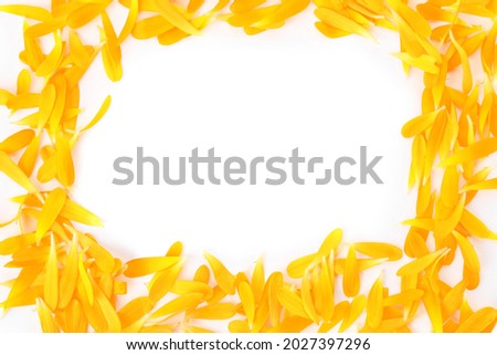 Frame of beautiful calendula petals on white background, top view. Space for text