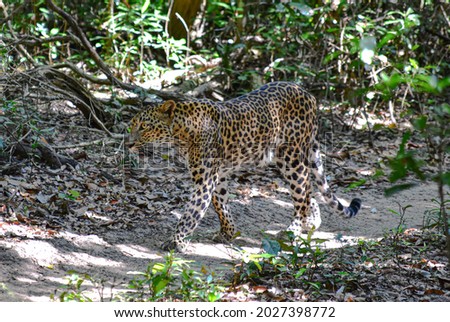 Leopard Image. Beautiful Leopard walking.