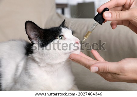 Woman giving tincture to cat at home, closeup Royalty-Free Stock Photo #2027404346