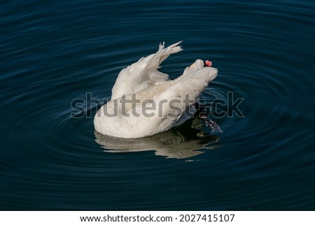 A white swan swimming and preening on a blue lake