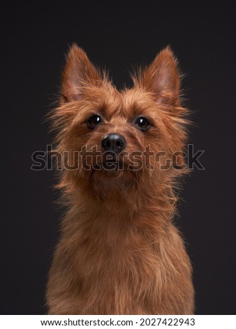 happy red dog, portrait close-up. australian terrier on black background