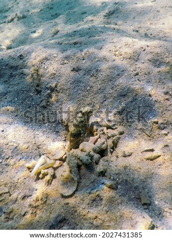 Spotted prawn goby (Amblyeleotris guttata) underwater, Marine life