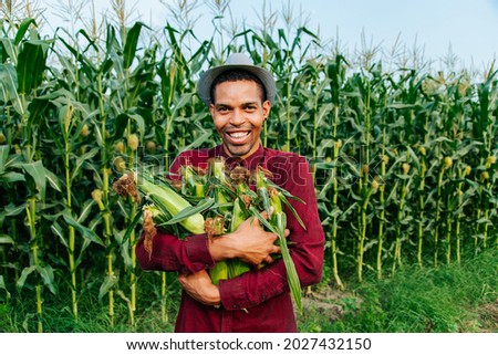 happy man african american farmer with hat looking at camera and gathering corn on field. young farmer with hat and hold corn cob in arms. Royalty-Free Stock Photo #2027432150