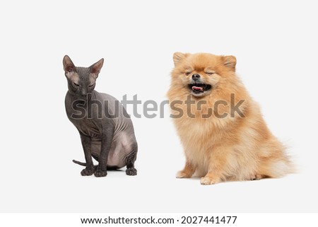 The Sphinx cat and pomeranian dog sitting on isolated white background. Concept of pets love. Looks happy, delighted, funny.