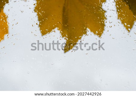 Yellow leaves of grapes on a glass background with rain drops in autumn. Copy space.