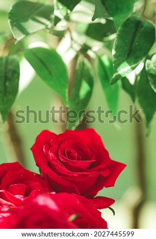 Bouquet of red roses as floral holiday gift, beautiful fresh garden flowers as home decor.