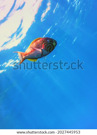 Klunzinger wrasse (Thalassoma rueppellii) Coral fish, Tropical waters, Marine life
