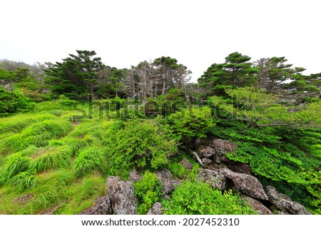 This is the summer scenery of Seongpanak Course in Hallasan Mountain in Jeju Island.