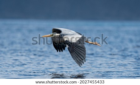 Grey heron (Ardea cinerea) in flight with the ocean in the background with negative space