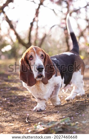 A beautiful Basset Hound dog on a farm, in nature. Surrounded by pink blossoms. 