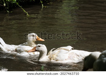 two geese in the lake swim side by side. two heads of geese with orange beaks next to each other. there is a place to insert text
