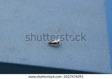 mating ants on blue metal
