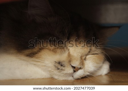 The cat sleeps. A cat with a black and white orange color that is sleeping soundly. 