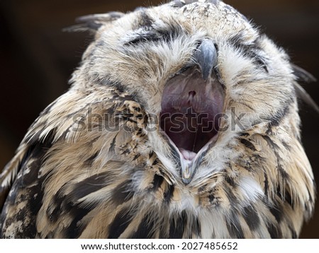 open beak indian eagle owl close up portrait bubo bengalensis