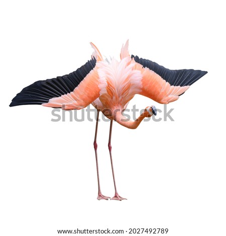 Flamingo bird animal photo isolated on white background. This has clipping path. 