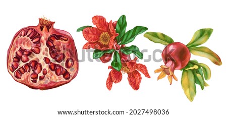 Pomegranate illustration set. Half pomegranate and red flowers isolated on white background. Garnet drawings