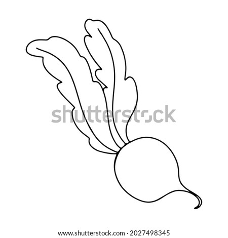 Contour ink doodle beetroot radish vegetable. Digital art. Print for logo, menu, cafe, food, packaging, sticker