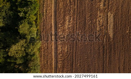 A field with ripe barley, ready for harvest.  trees grow along the edge of the field.  Aerial photography.