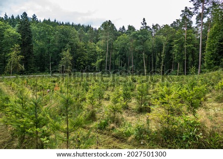 Reforestation in mixed forest by planting young trees Royalty-Free Stock Photo #2027501300