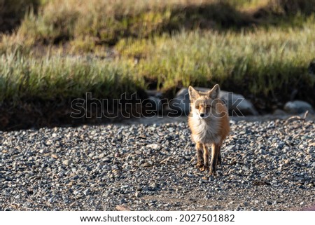 One red wild fox seen walking across northern landscape in northern Canada during spring time.	
