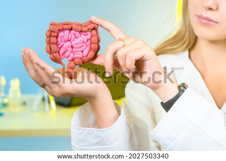 gastrointestinal tract. Human intestinal health. Detailed model of intestinal tract. Caring for human digestive system. Selective focusing of background. Organs of human digestive system Royalty-Free Stock Photo #2027503340
