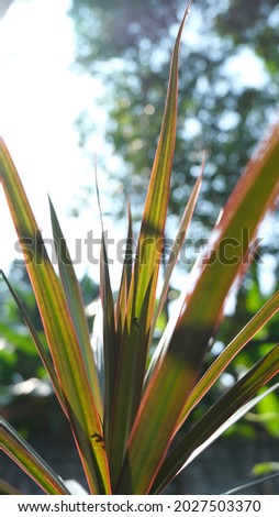 Beautiful Red Ti plant leaves, Colorful foliage, Exotic tropical leaf, nature background in the sunlight. Variegated cordyline fruticosa concept background
