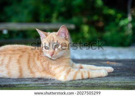 Resting on an old picnic table, this pretty tabby cat seems to be attentive to his surroundings but not alarmed. Bokeh effect.
