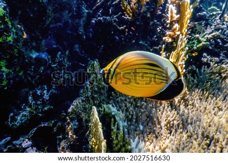 Black tailed butterflyfish (Chaetodon austriacus) Polyp butterflyfish, Coral fish, Tropical waters, Marine life