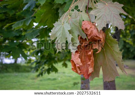 autumn wilted dry leaves on a maple branch among the greenery