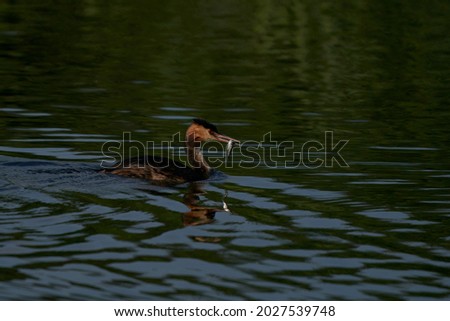 Great Crested Grebe (Podiceps cristatus) with a recently caught fish in its beak swimming on a lake at Ham Wall in Somerset, United Kingdom. 