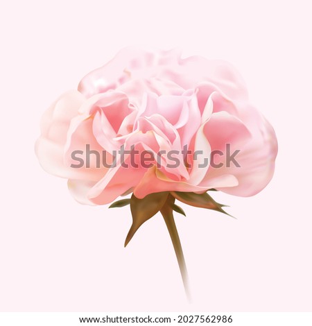 Pink roses are placed on a sweet pink tone background, vector illustration and design.
