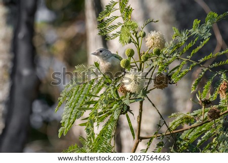Chestnut-vented Conebill (Conirostrum speciosum) on the Branch with Small Flowers Royalty-Free Stock Photo #2027564663
