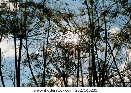 Dill inflorescences are black, against the background of the evening sky and sunset.
