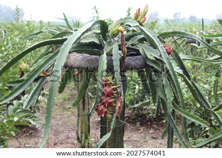 dragon-fruit on tree in firm for harvest and sell