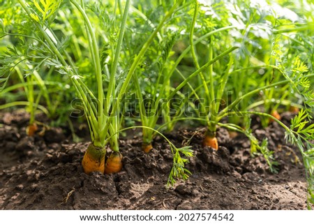 bed with grown carrots in the ground