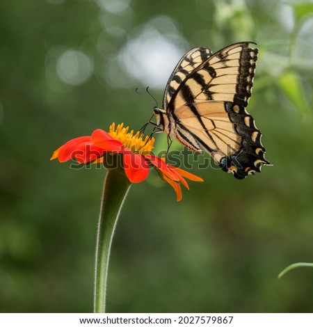 Tiger swallowtail butterfly standing on Mexican sunflower