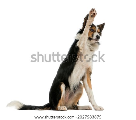 Border collie pawing up, obedient, isolated on white Royalty-Free Stock Photo #2027583875