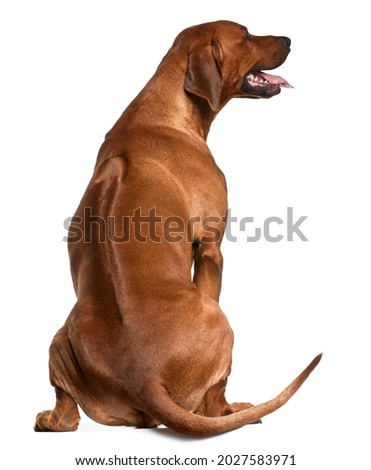 Rear view of Rhodesian Ridgeback, 2 years old, sitting in front of white background Royalty-Free Stock Photo #2027583971